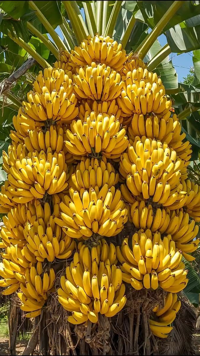 La banane : pourquoi est-elle bonne pour la santé