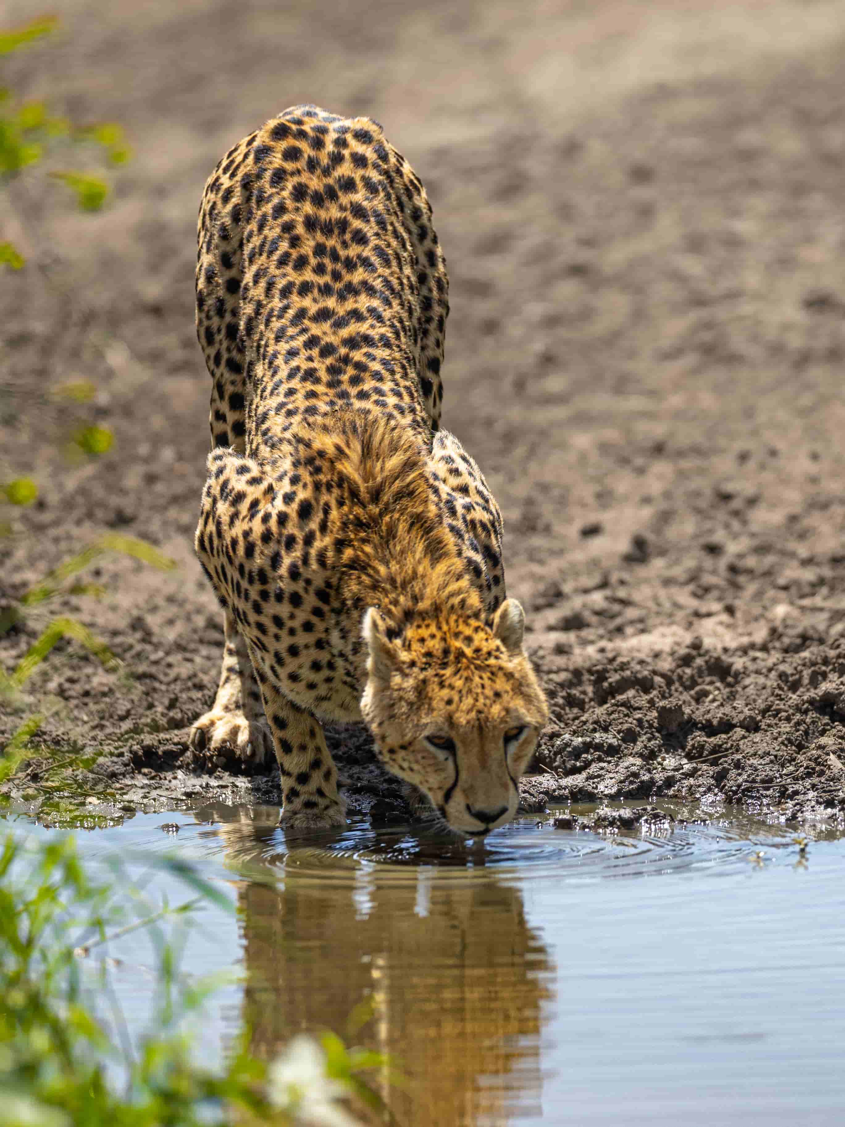 Masai Mara packages by World of Wild