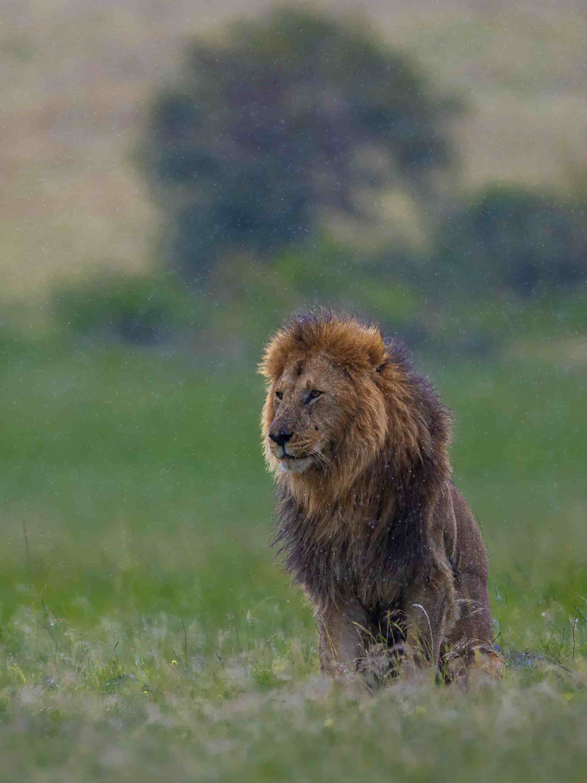 Lion in Masai Mara National Reserve