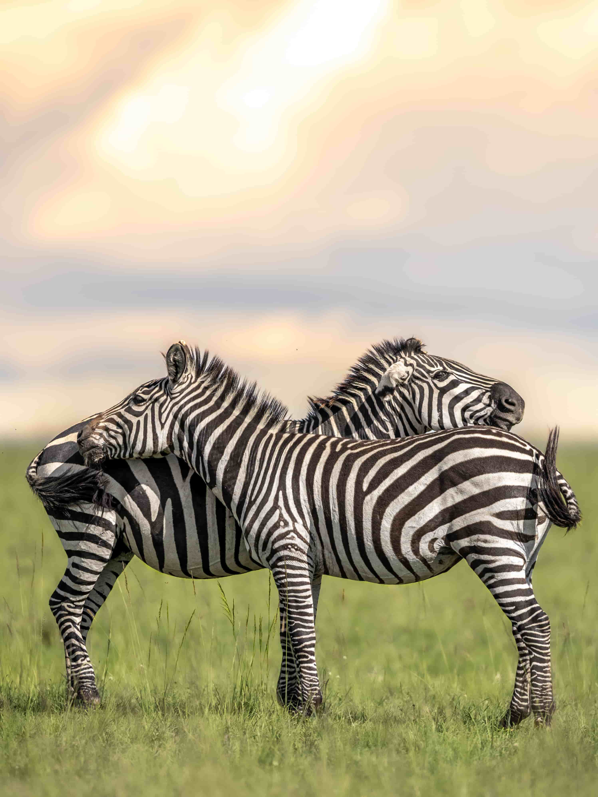 Zebras during Masai Mara Safari