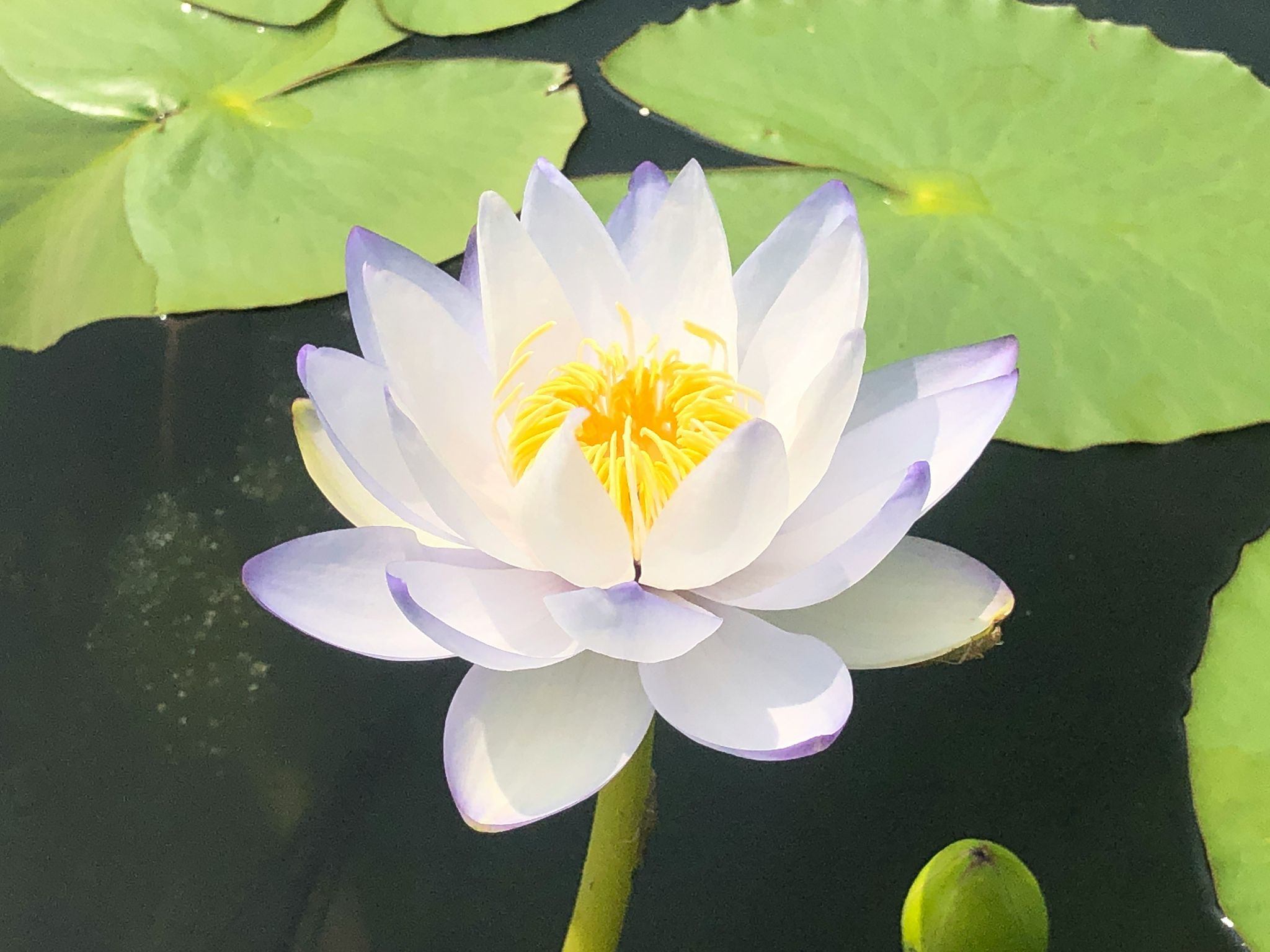 Message Zero Balancing in Valencia