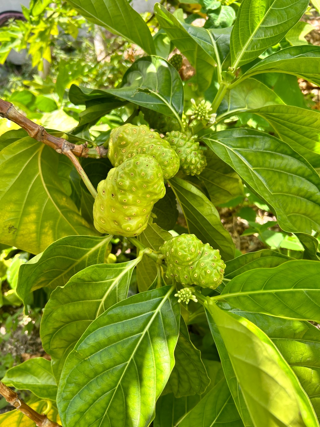 It’s all in the Noni!