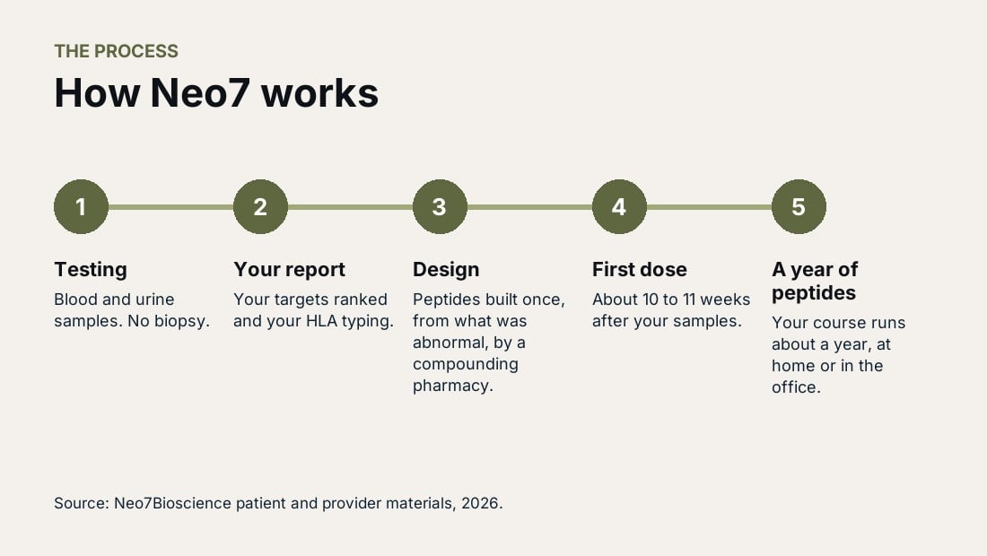 How Neo7 works: testing, your report, design, first dose in about 10 to 11 weeks, then about a year of peptides