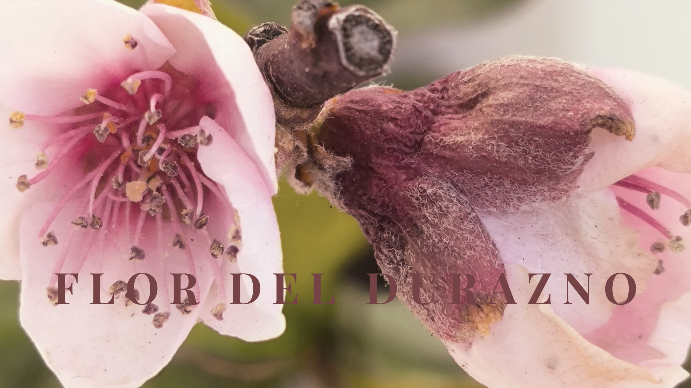 La Flor del Durazno como Inspiración en Acuarela