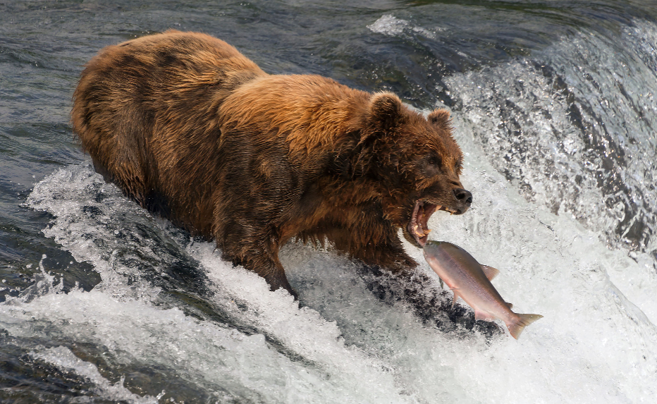 The Grizzly Bear...Is self-awareness a curse?