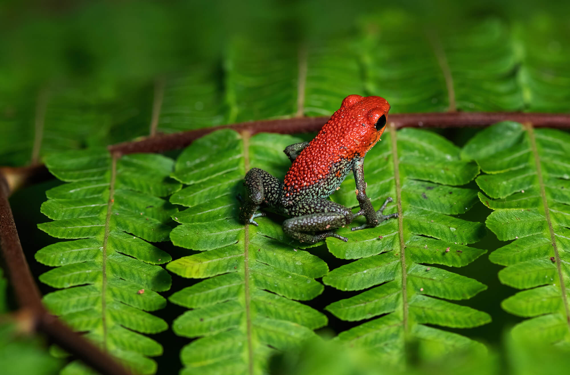 Vibrant red and black dart frog on green fern leaf showcasing Costa Rica's biodiversity