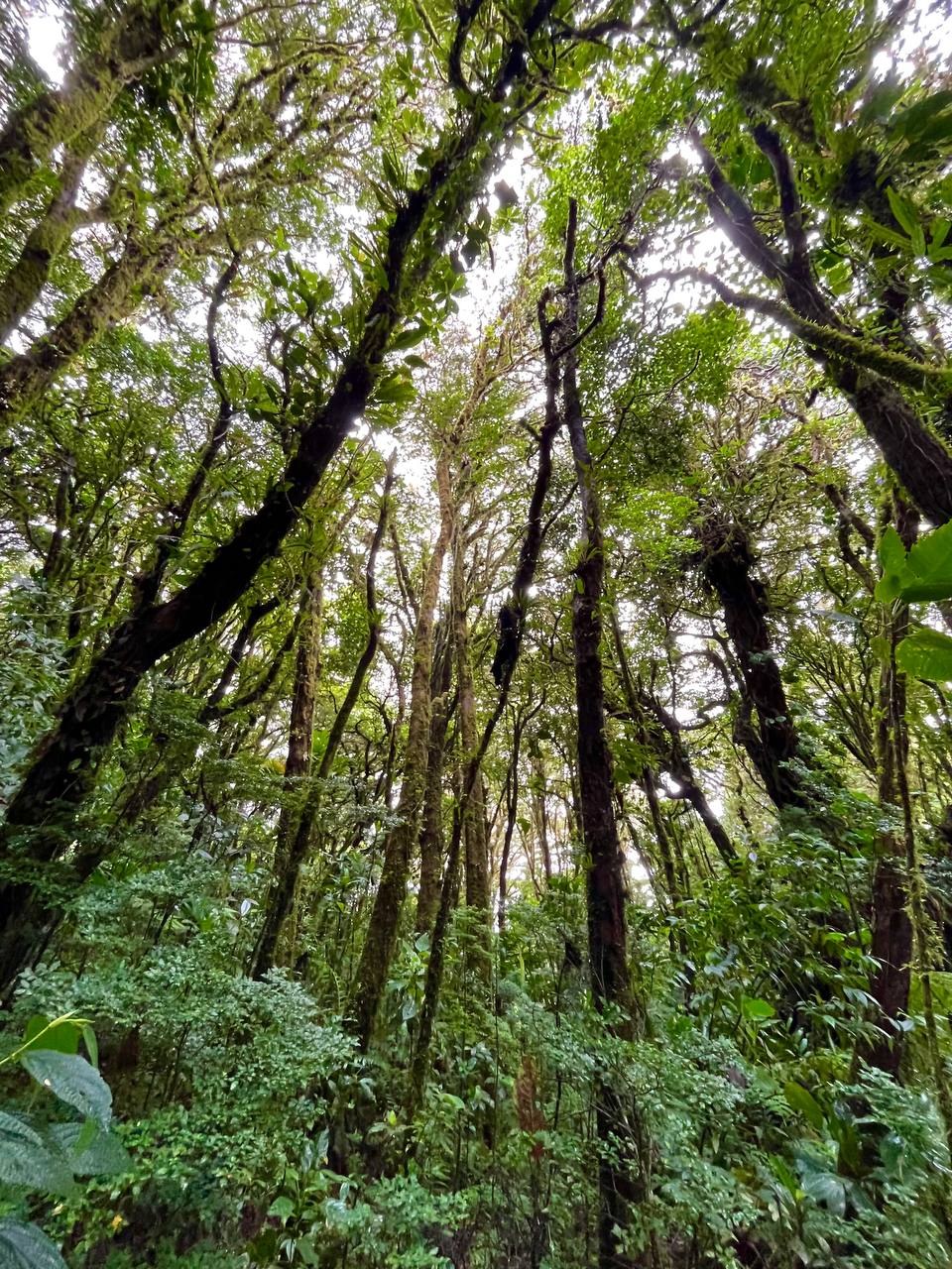 Towering trees in Costa Rica rainforest