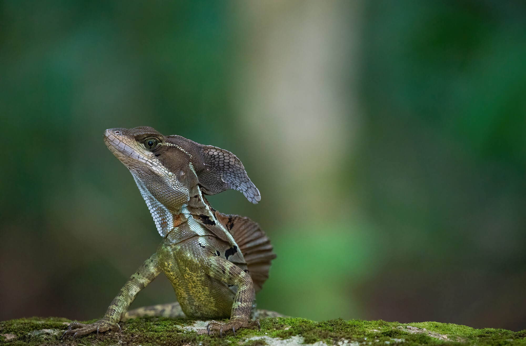 Lizard in vegetation