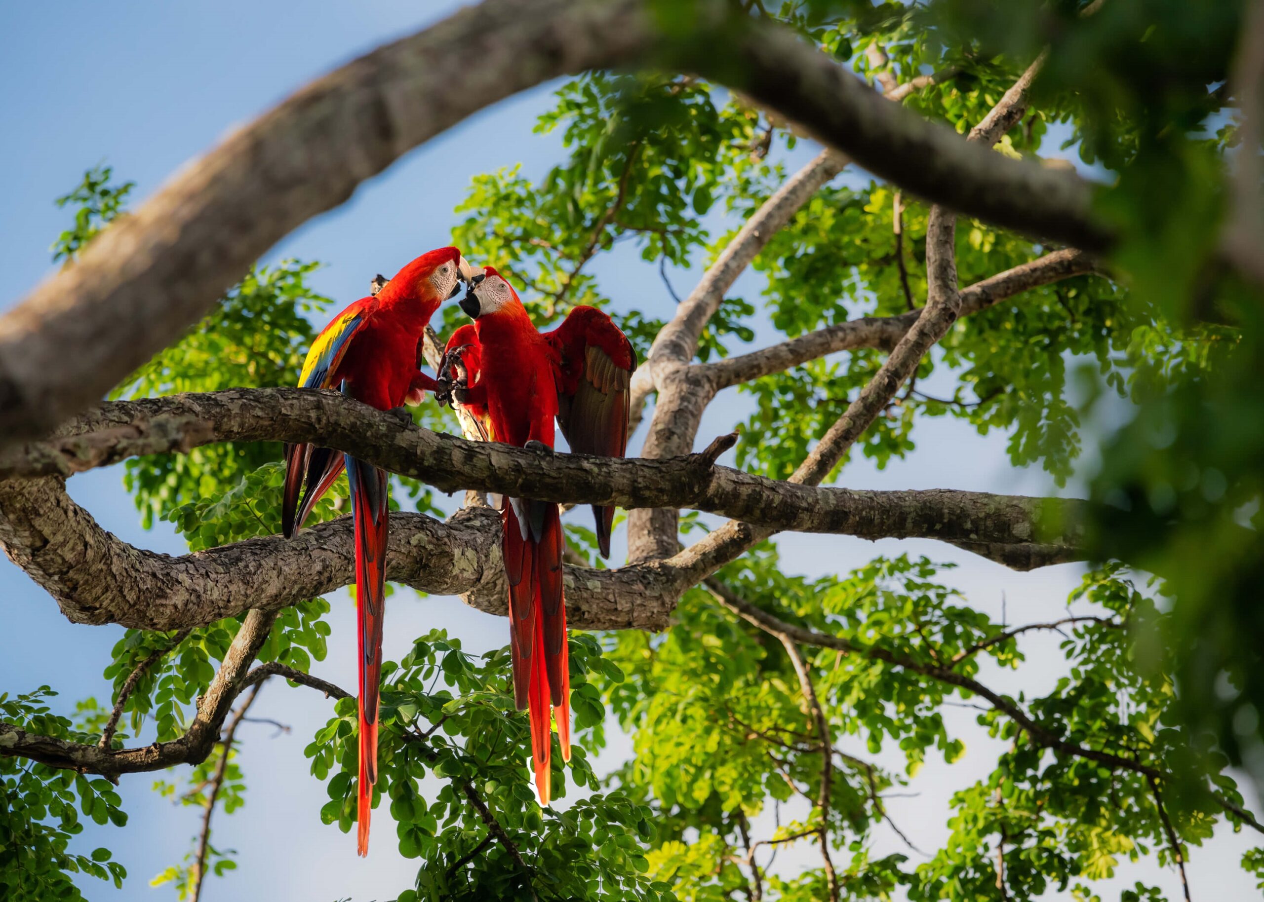 Two vibrant scarlet macaws perched together in tropical forest setting