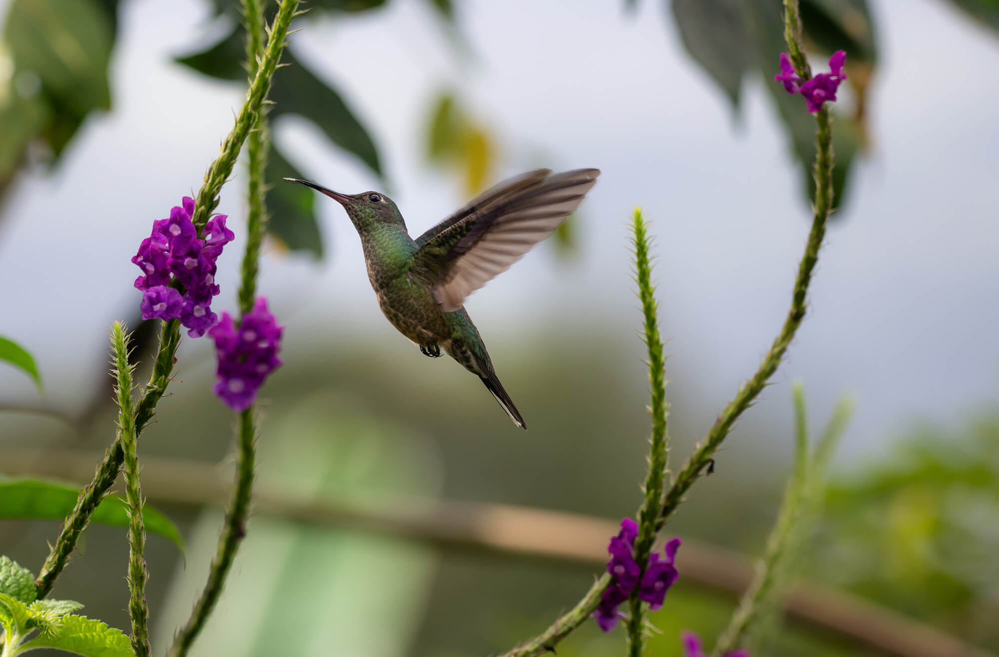 Hummingbird in flowers