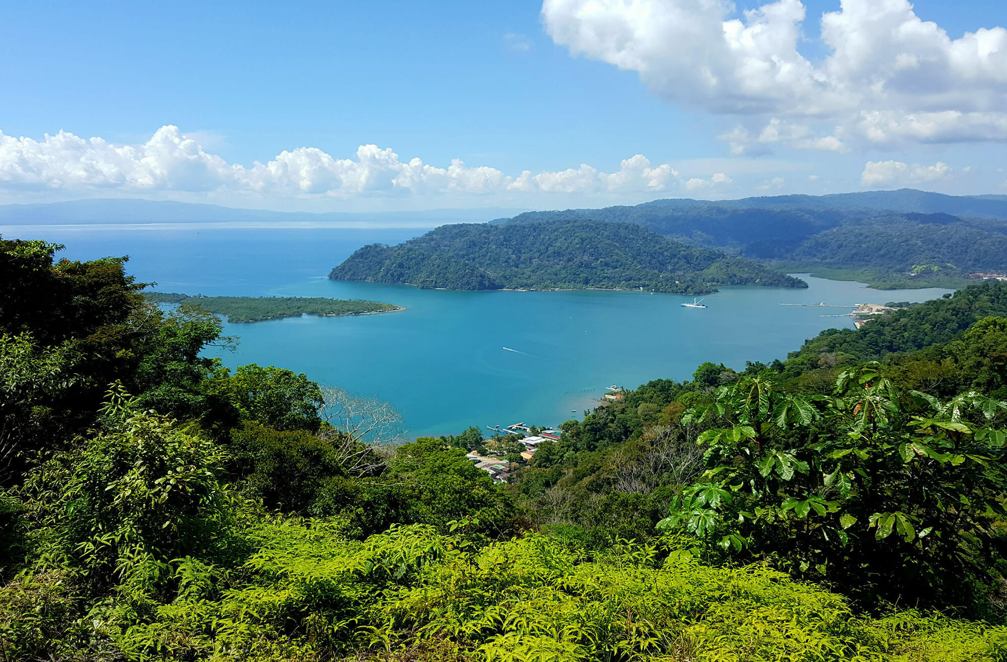 Wild deer foraging near Costa Rican forest edge