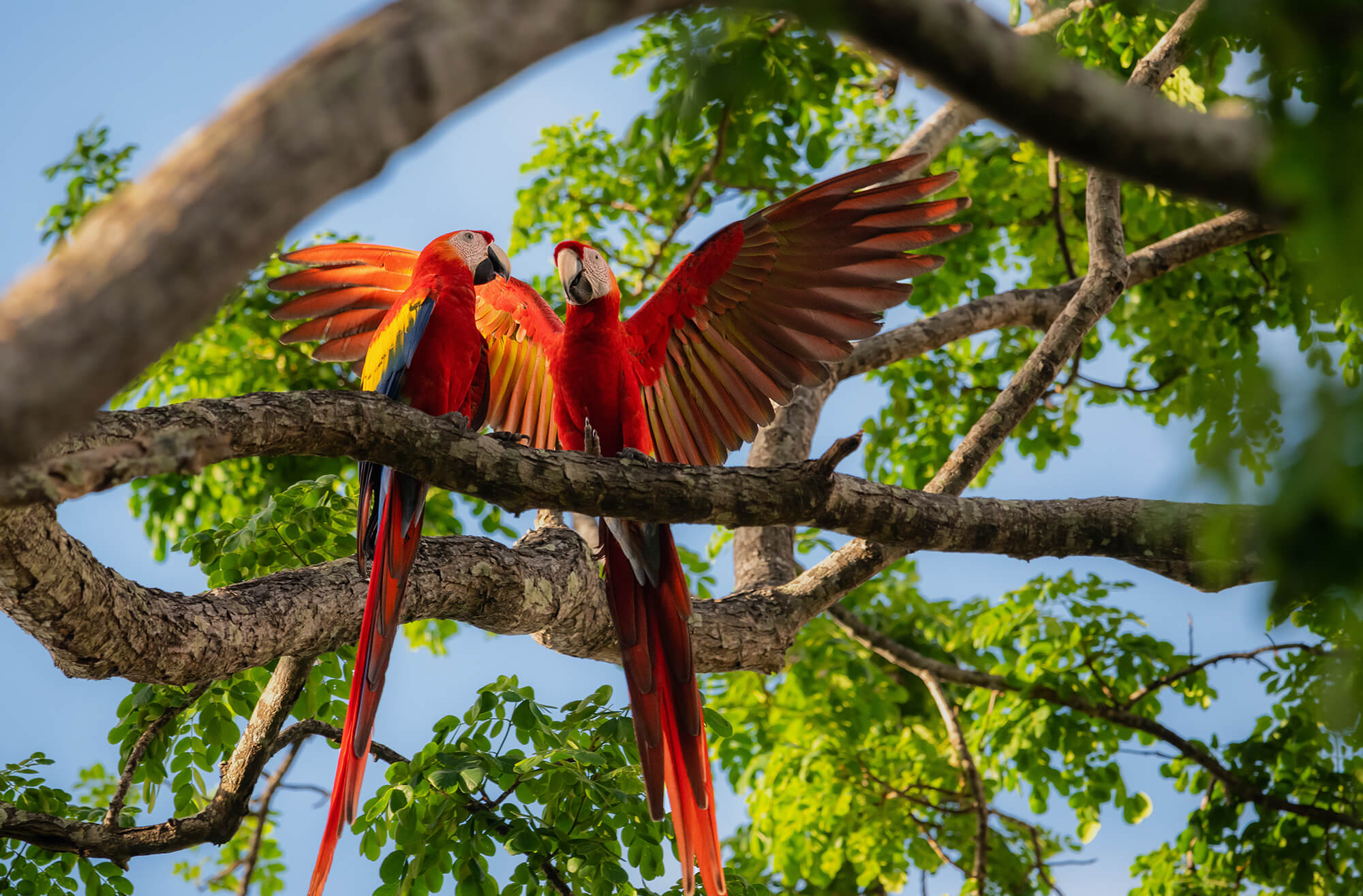 Pair of scarlet macaws perched on vibrant tropical tree
