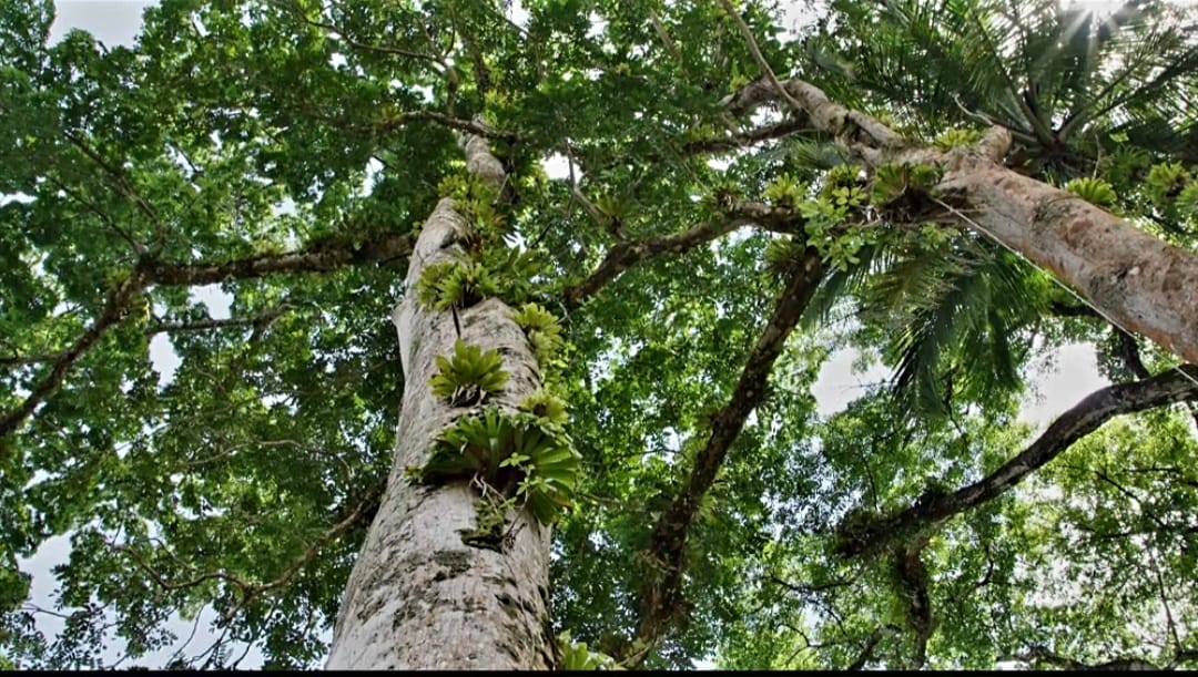 Dense tropical forest canopy