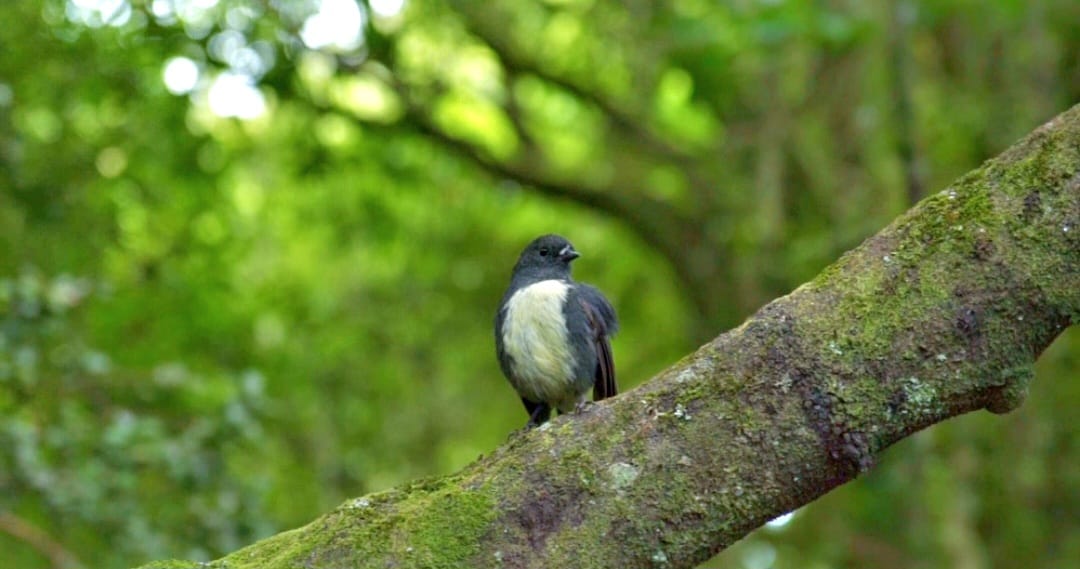 Colorful tropical bird perched on a branch