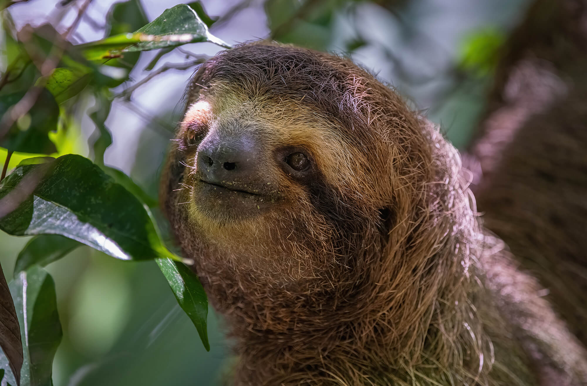 Sloth hanging in lush green jungle canopy