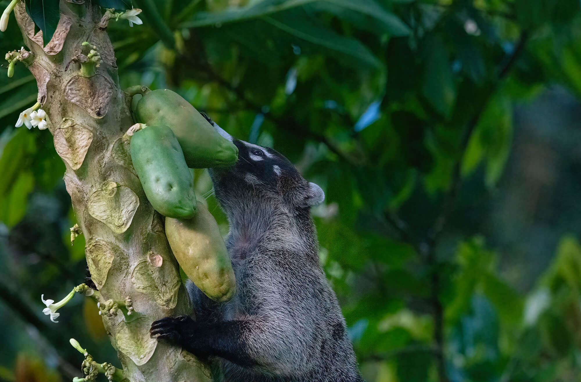 Coati reaching for papayas on a tropical tree in Costa Rica