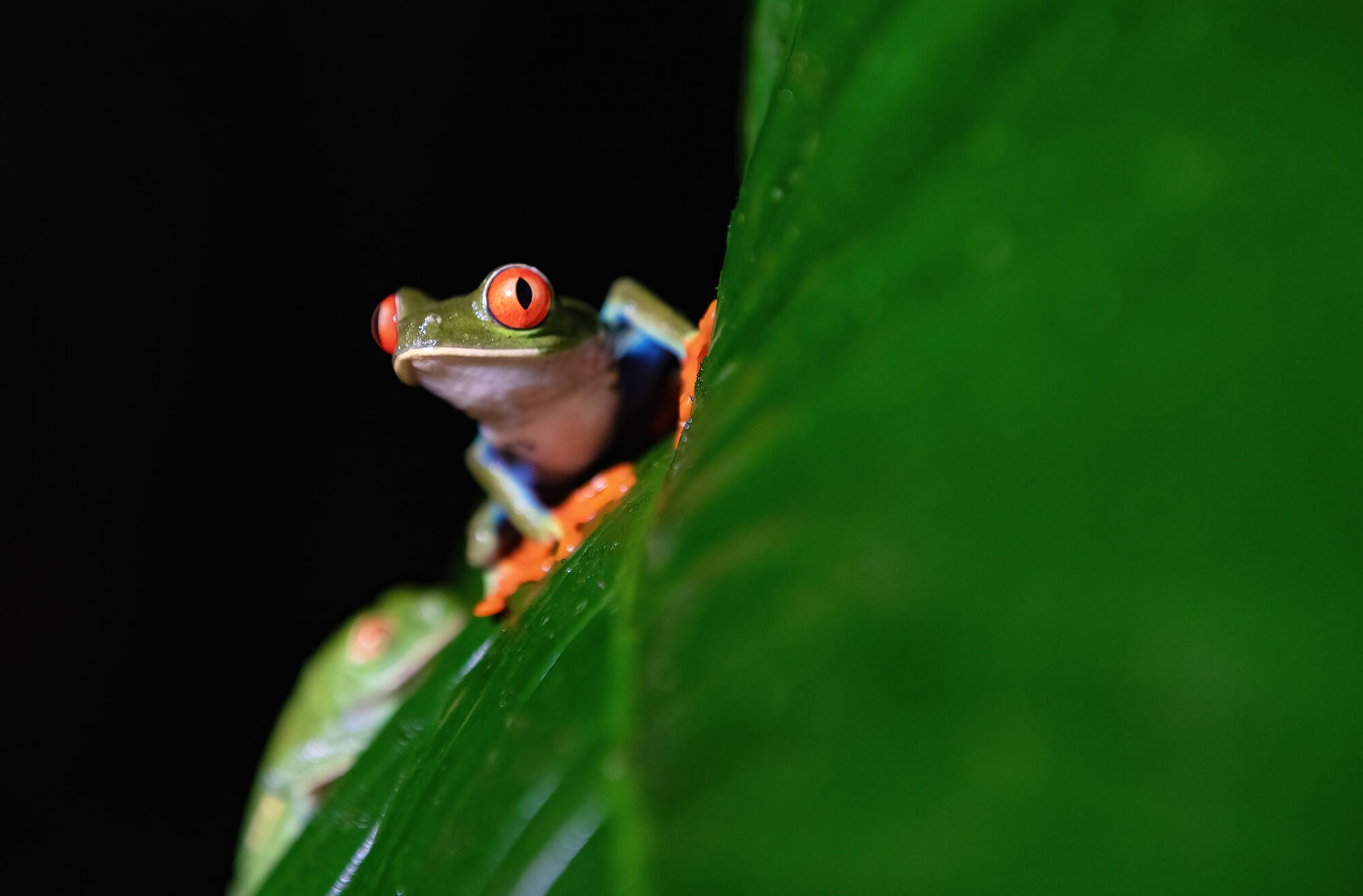 Red-eyed tree frog perched on a green tropical leaf