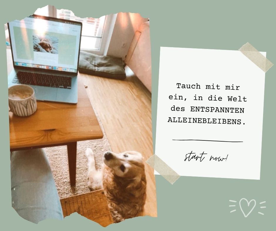 Entspannter Hund allein daheim