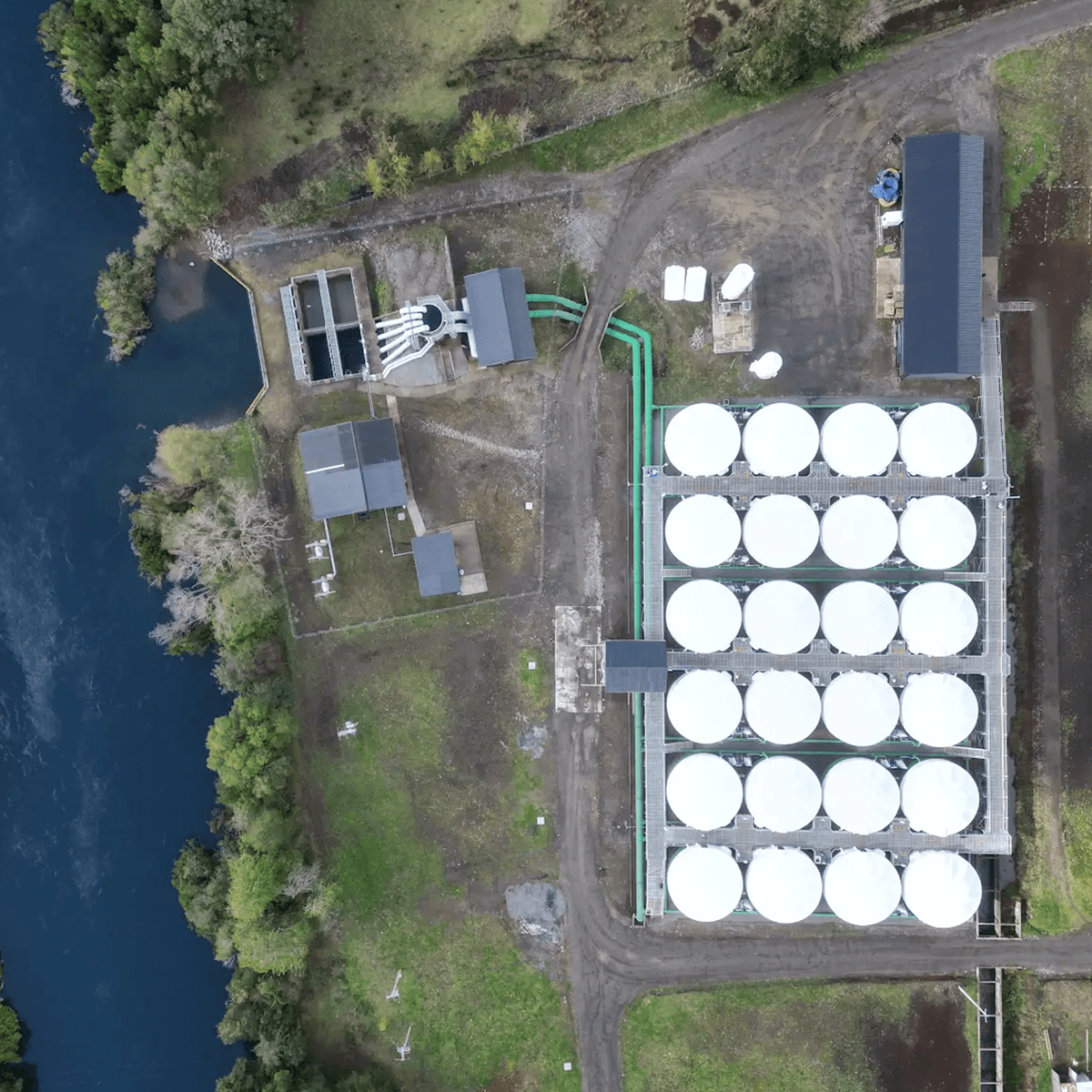 Innovación desde lo natural: aceites esenciales transforman la piscicultura de Puyehue