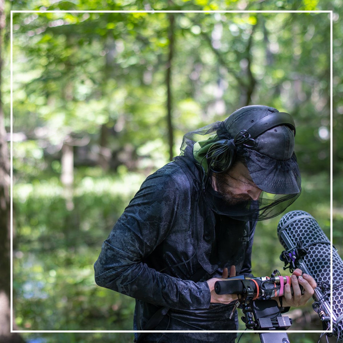 A person in a forested setting wearing a mosquito net around their head and headphones on top of the mosquito net struggles with recording equipment