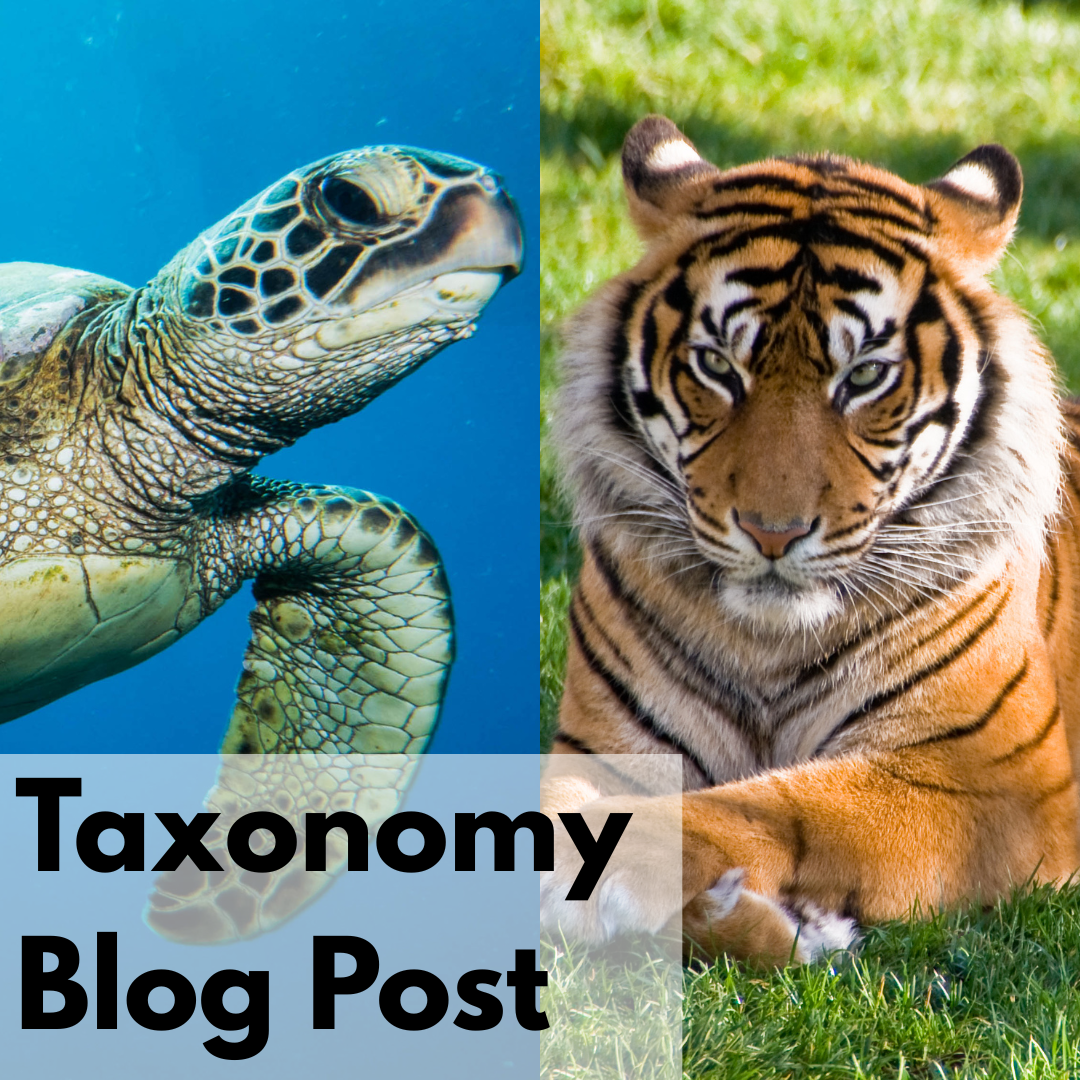Taxonomy teaching great for stem