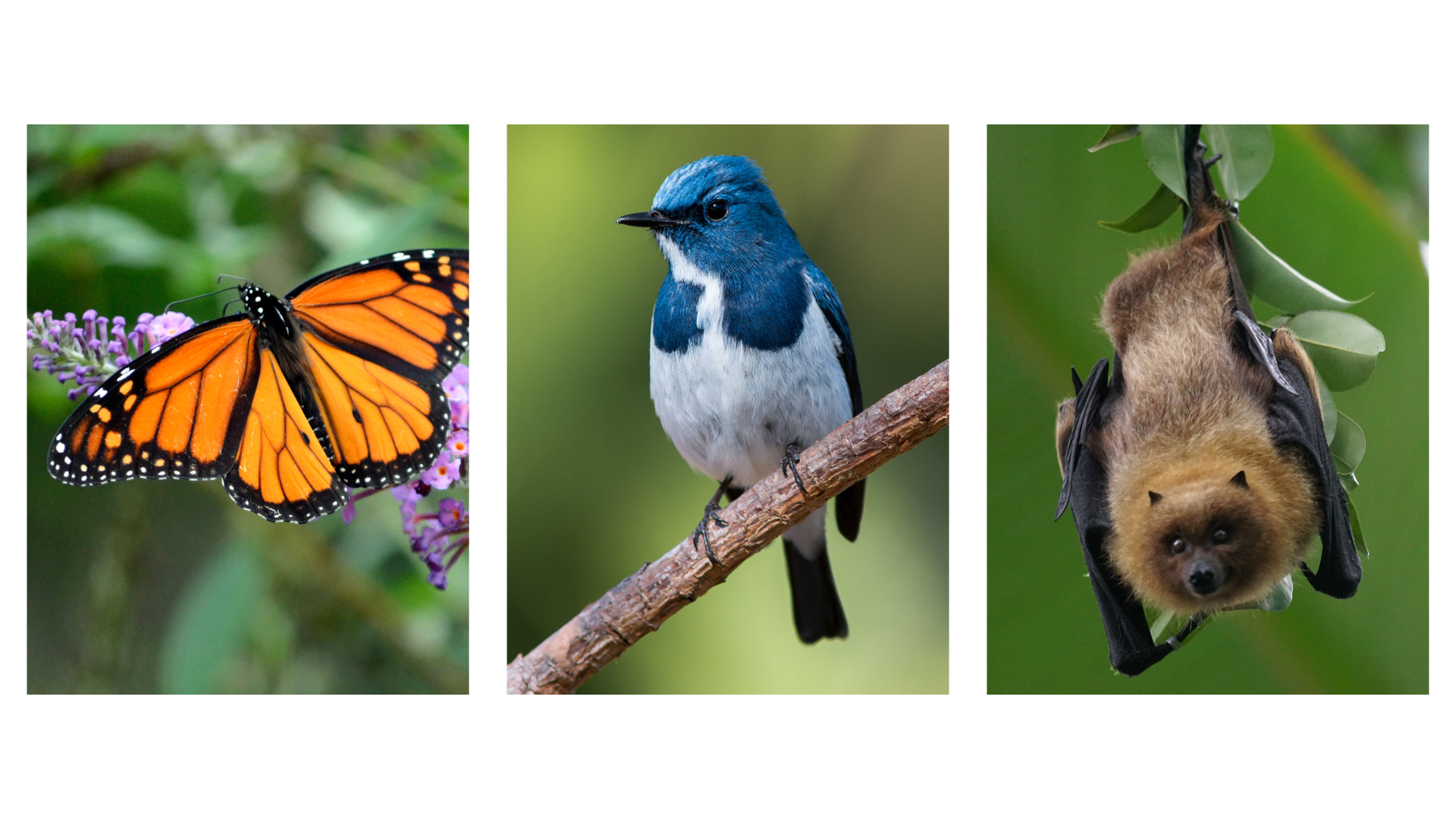 Taxonomy for Kids: Fun Animal Classification Activity and Free Printable