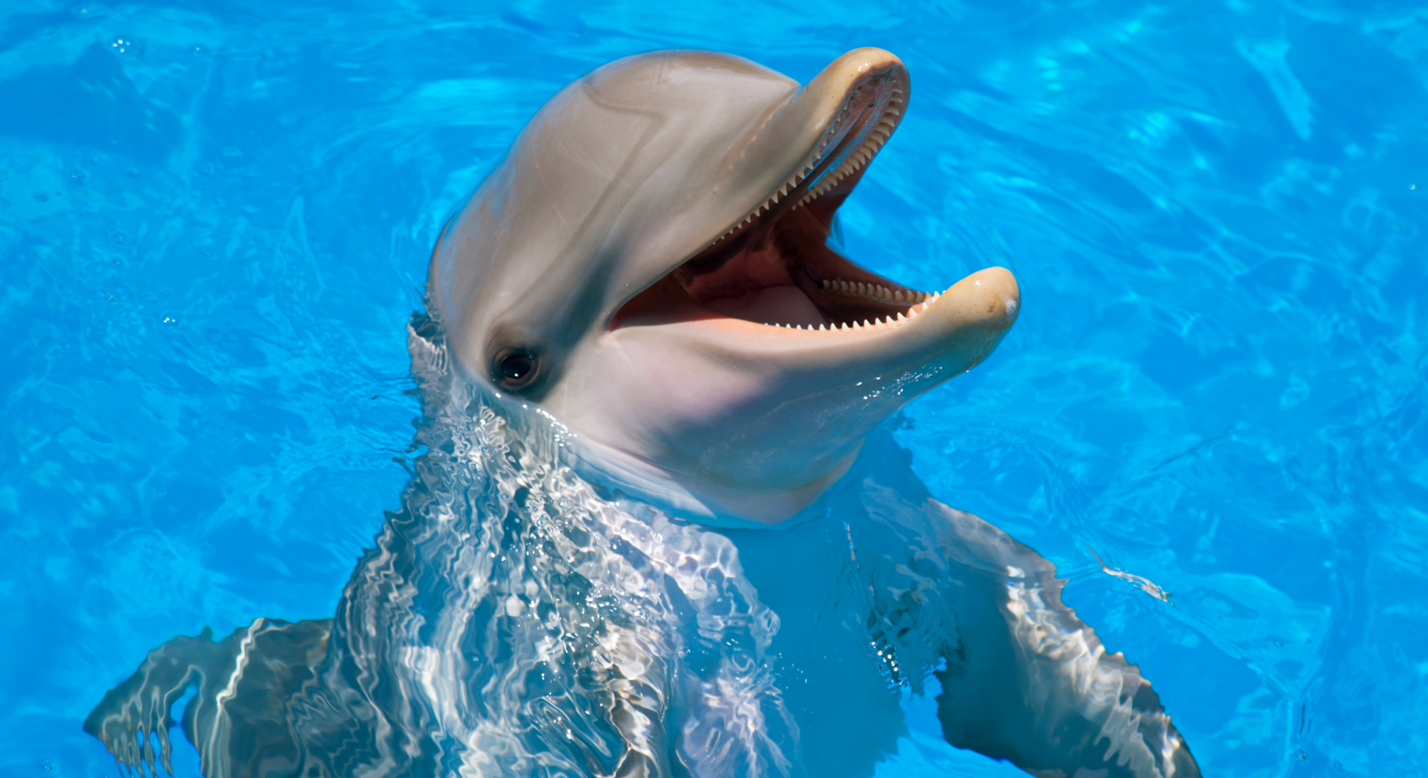 Dolphin – Looks like a fish, but isn’t!  