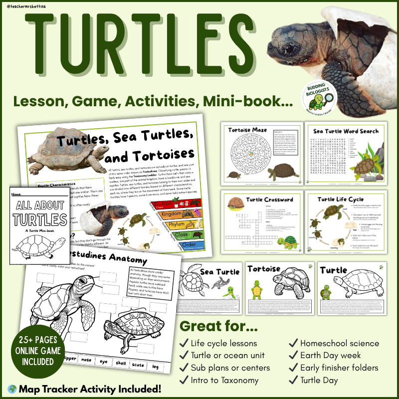 Printable diagram showing the turtle life cycle from egg to adult, designed for elementary science education