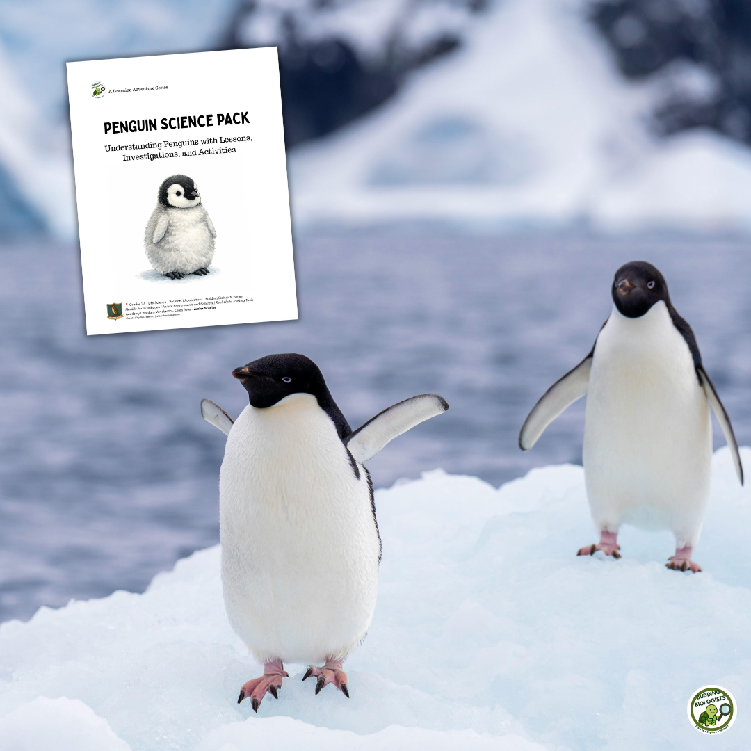 turtle and tortoise science pages