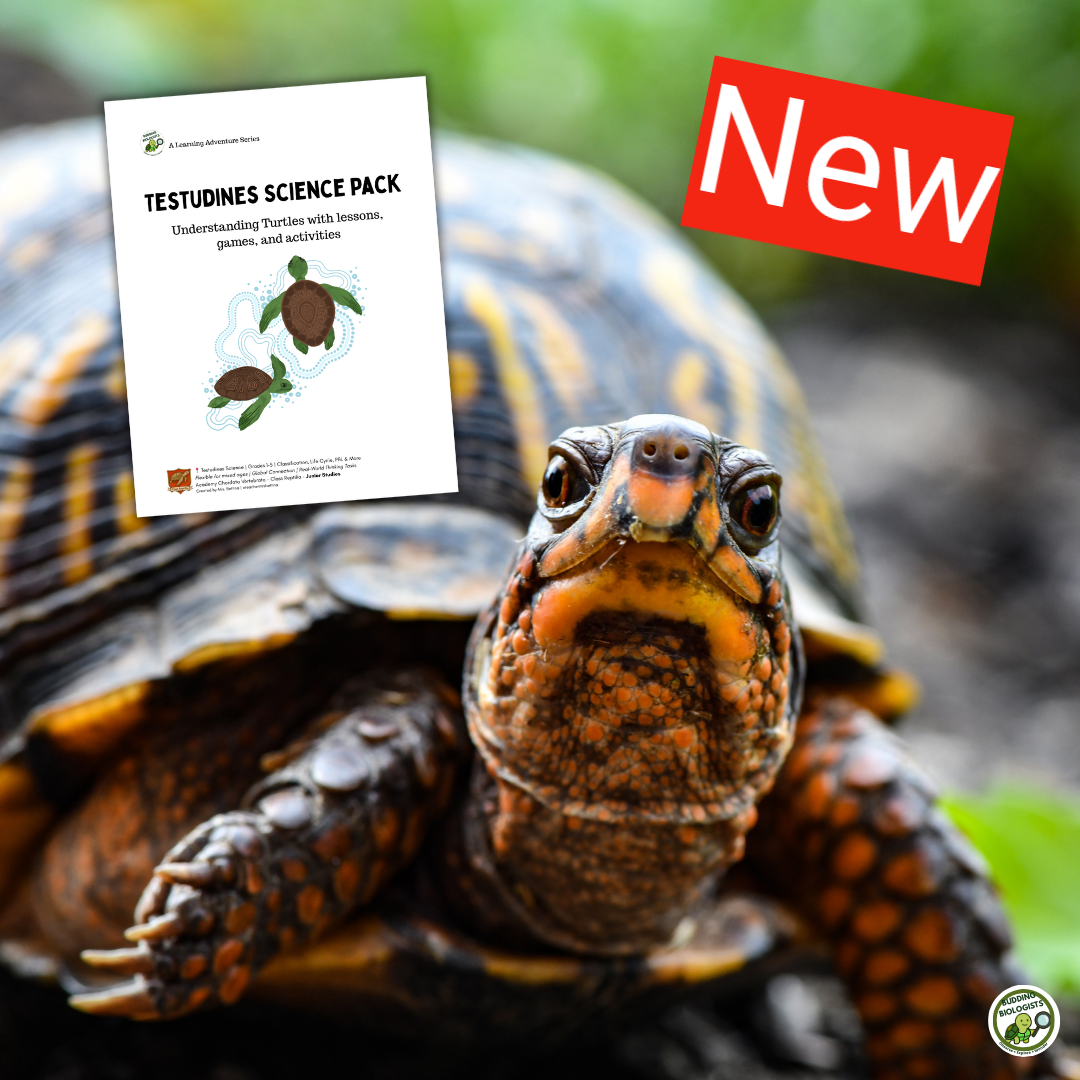 Printable diagram showing the turtle life cycle from egg to adult, designed for elementary science education