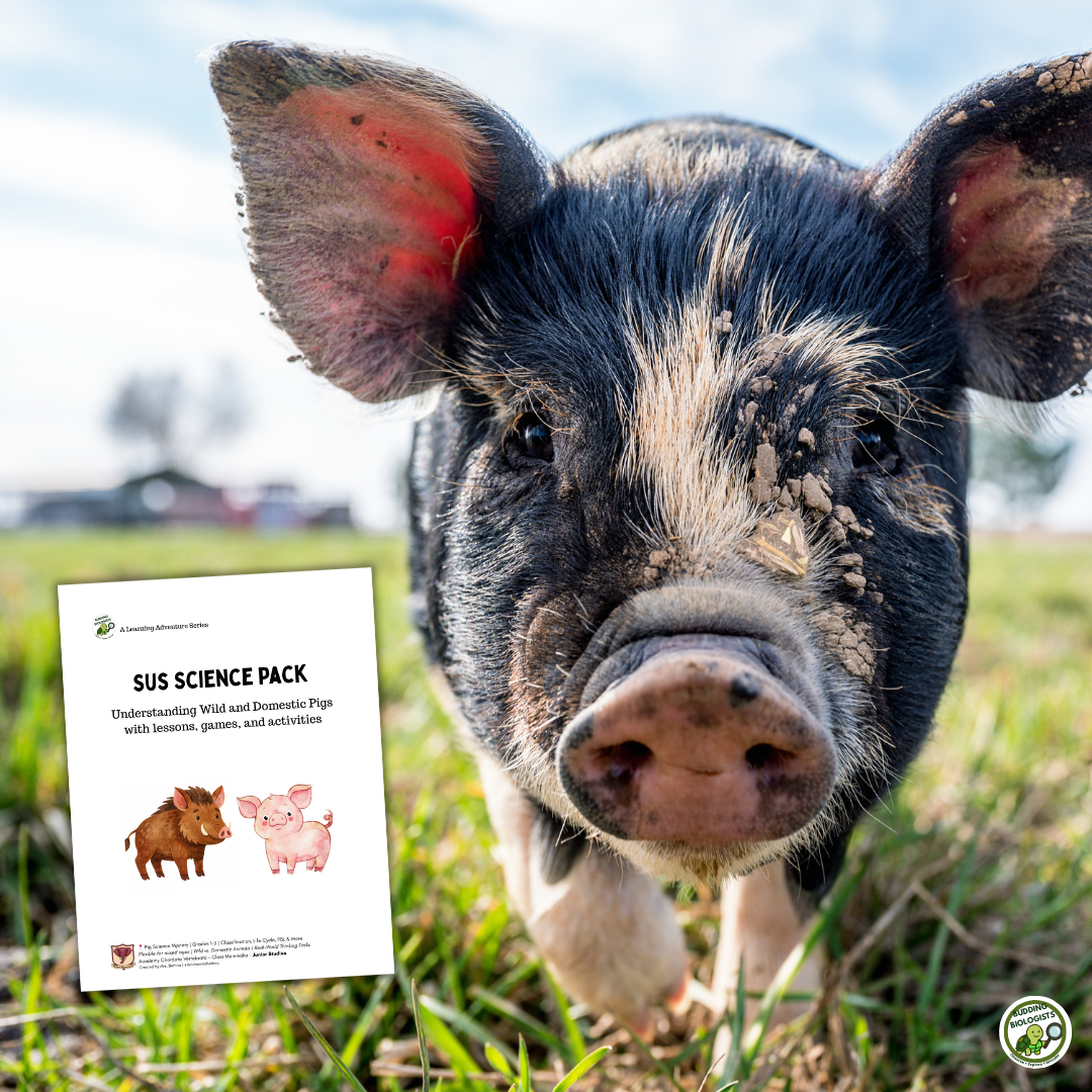 domestic and wild pig science pack
