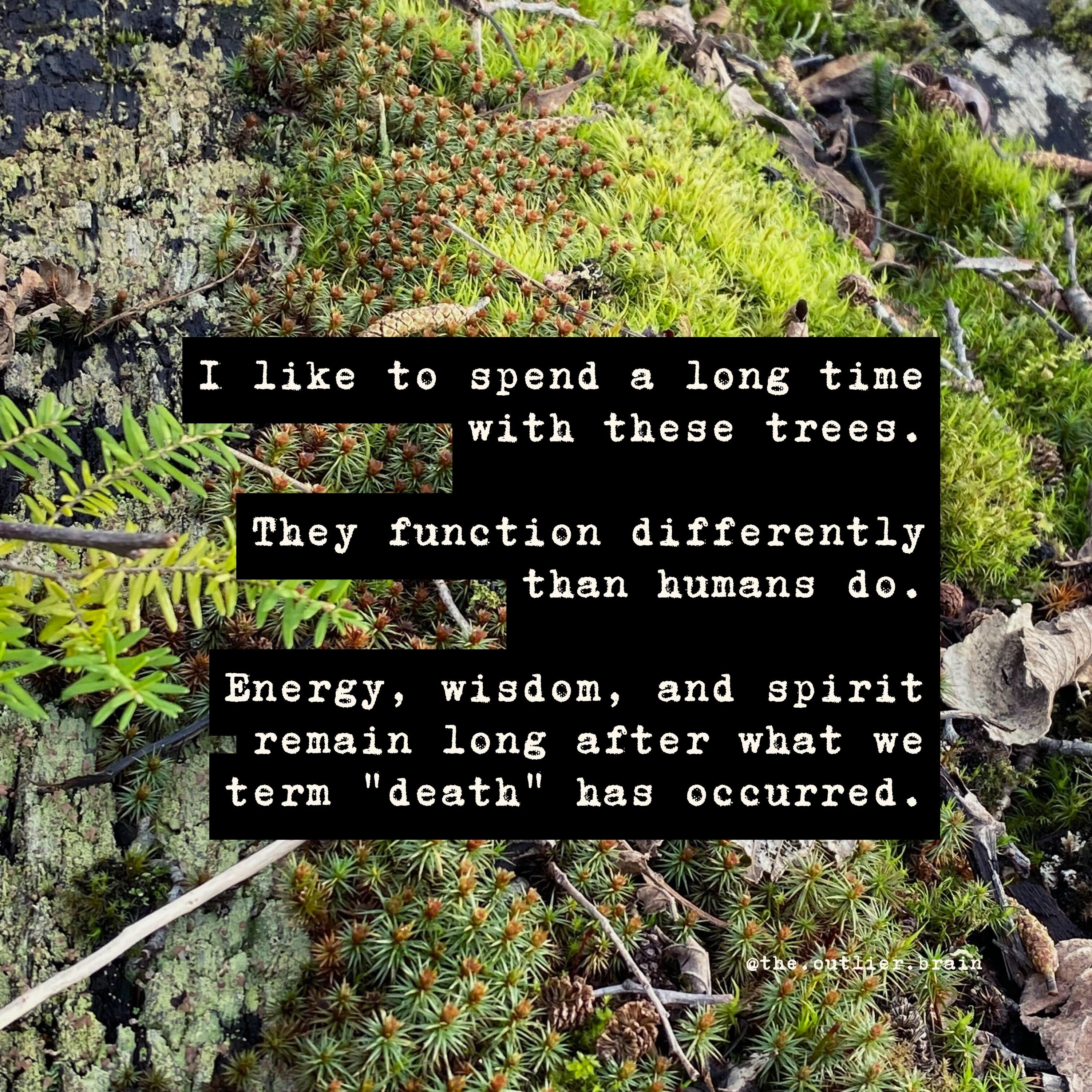 Message from the Trees on Legacy