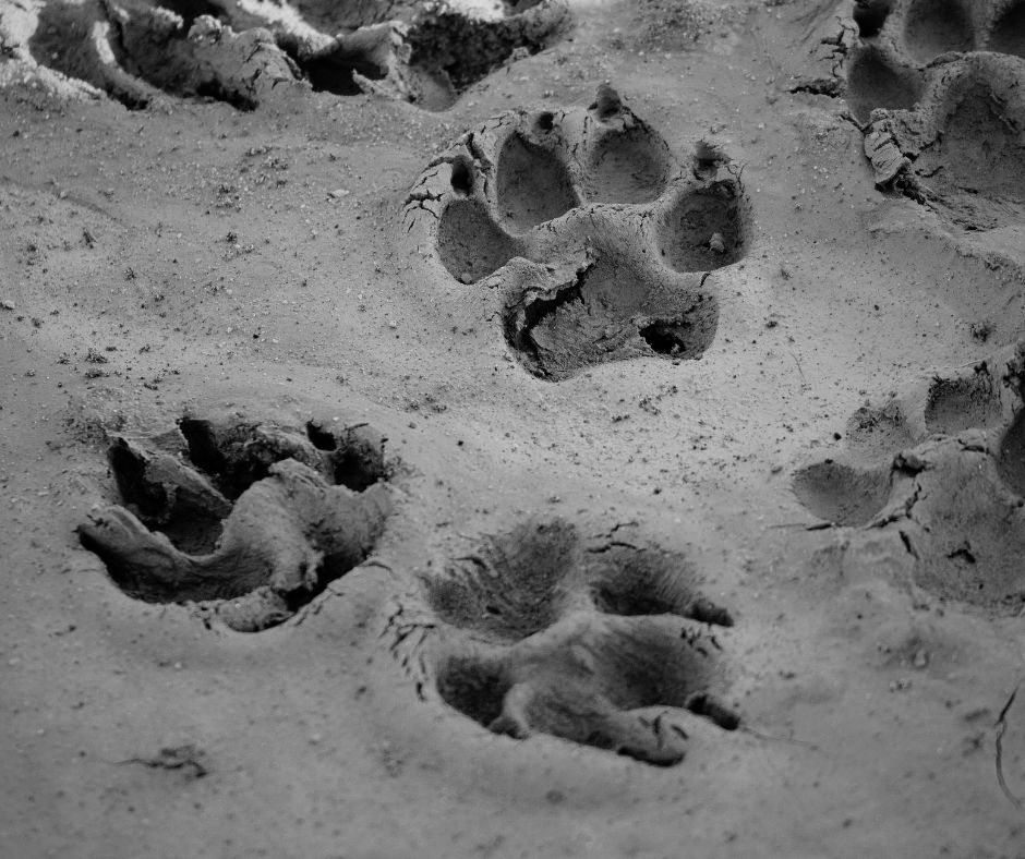 The Wild Dogs of Tiblisi