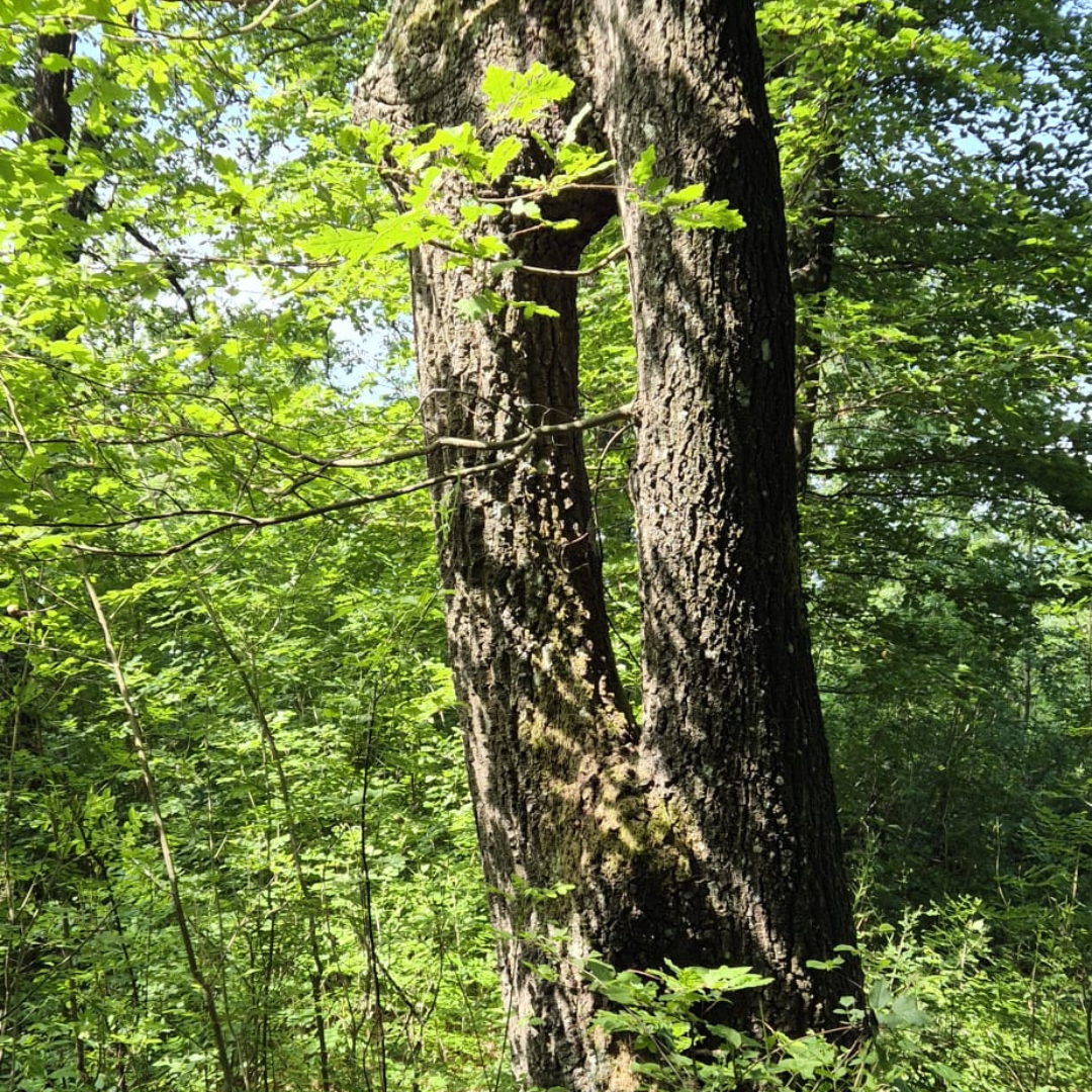 Postojna in okolica – Po sledeh prednikov