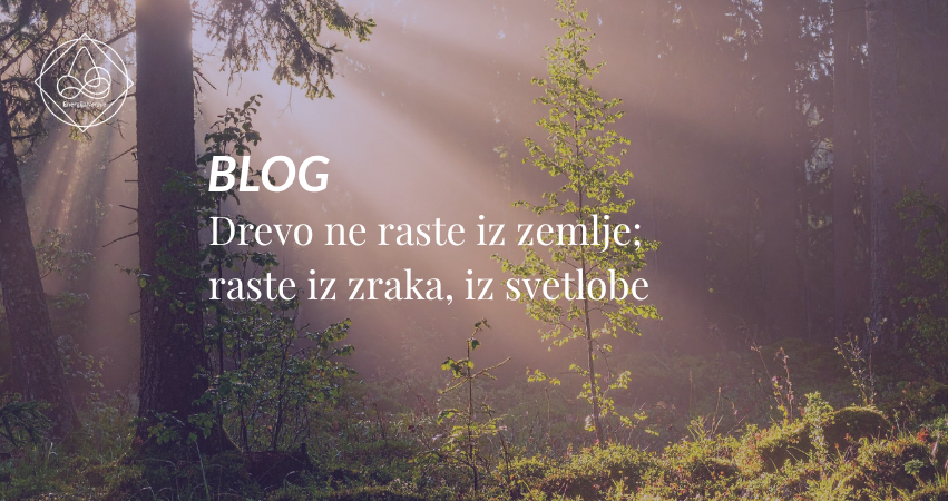 Drevo ne raste iz zemlje; drevo raste iz zraka, iz svetlobe