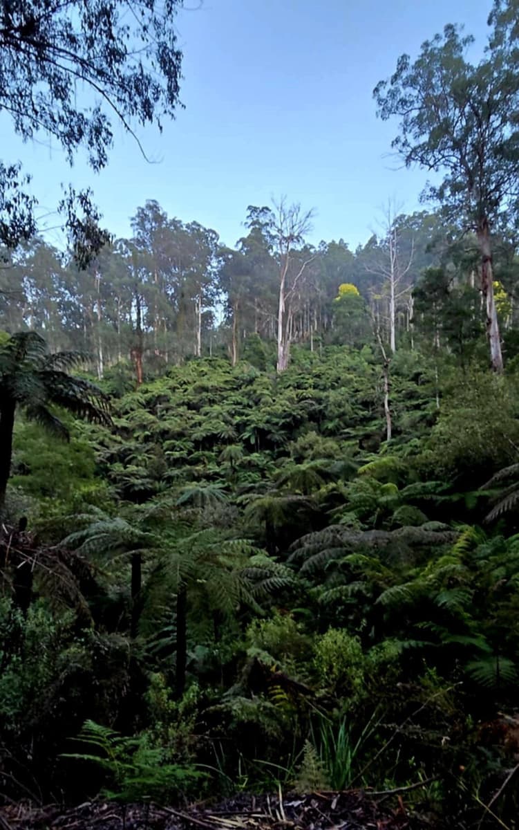 Lush green gully at Andersons Eco Retreat’s secret valley, framed by a wall of ferns and towering mountain gums under dappled morning light.