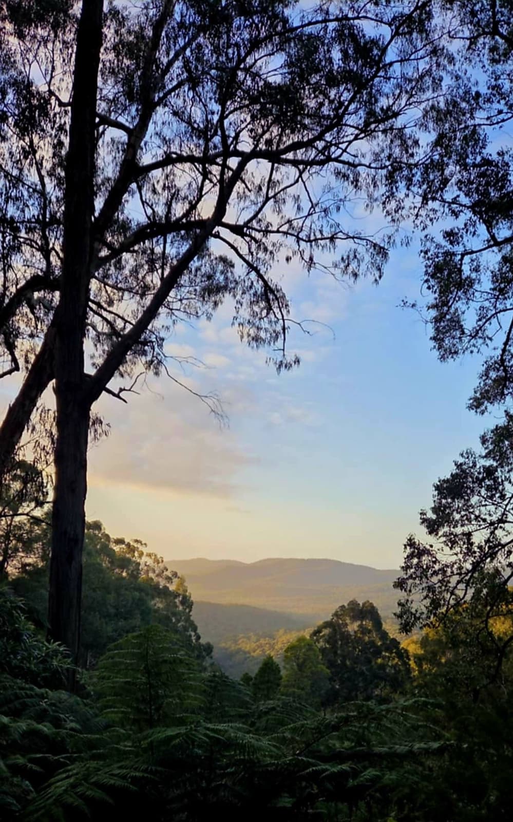 Stunning sunrise view from the top of Andersons Eco Retreat’s lookout track, with golden light spilling over misty mountain ranges and forest canopy.