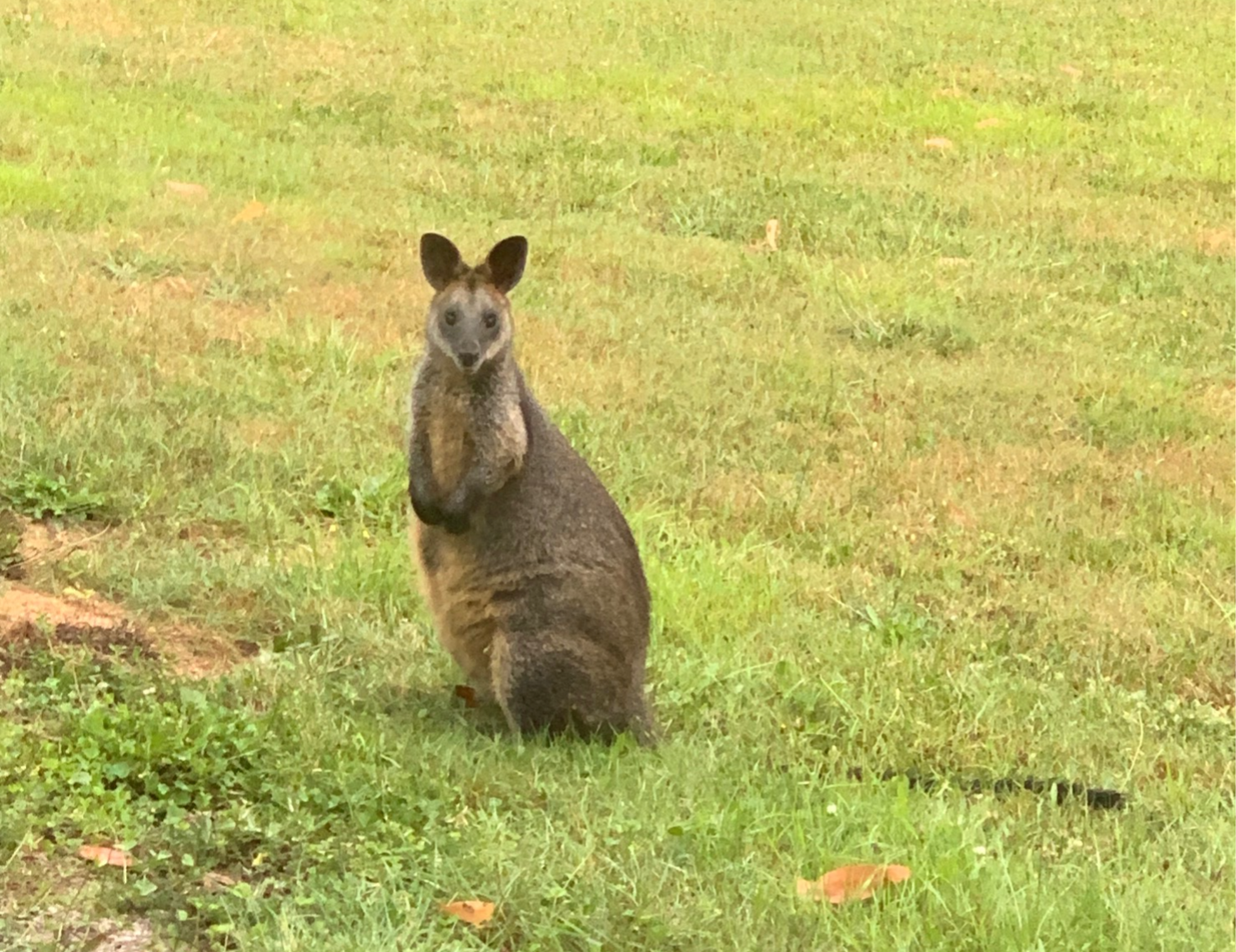 Wild Australian wallaby grazing in natural bushland at Andersons Eco Retreat in Gembrook