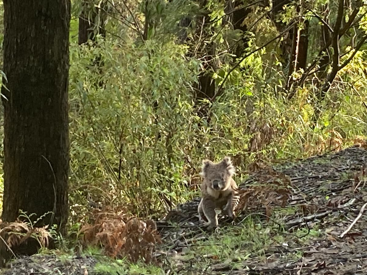 Koala sitting beside the driveway at Andersons Eco Retreat, surrounded by native bushland