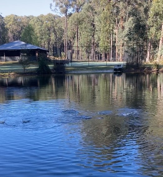 Casting fish food from the pontoon at Andersons Eco Retreat, feeding rainbow trout in the swimming hole