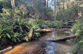 Kurth Kiln picnic area and walking tracks—heritage site nestled in the forest near the retreat