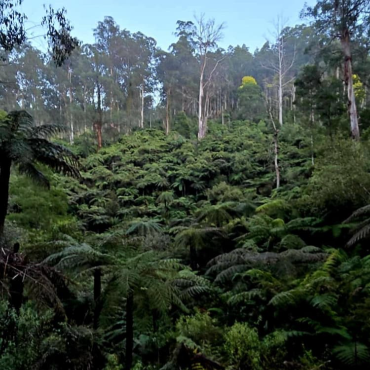 view of the secret valley and the amphitheater of ferns at Andersons eco retreat