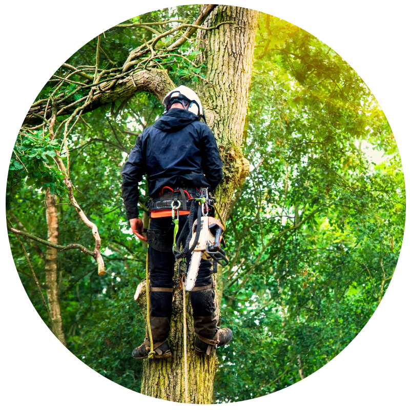 tree trimming man in a harness