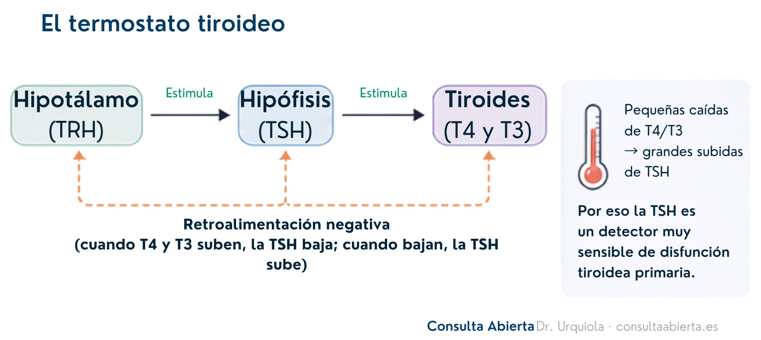 Esquema del eje hipotálamo-hipófisis-tiroides con la retroalimentación negativa: pequeñas caídas de T4 y T3 producen grandes subidas de TSH, lo que convierte a la TSH en un detector sensible de disfunción tiroidea primaria