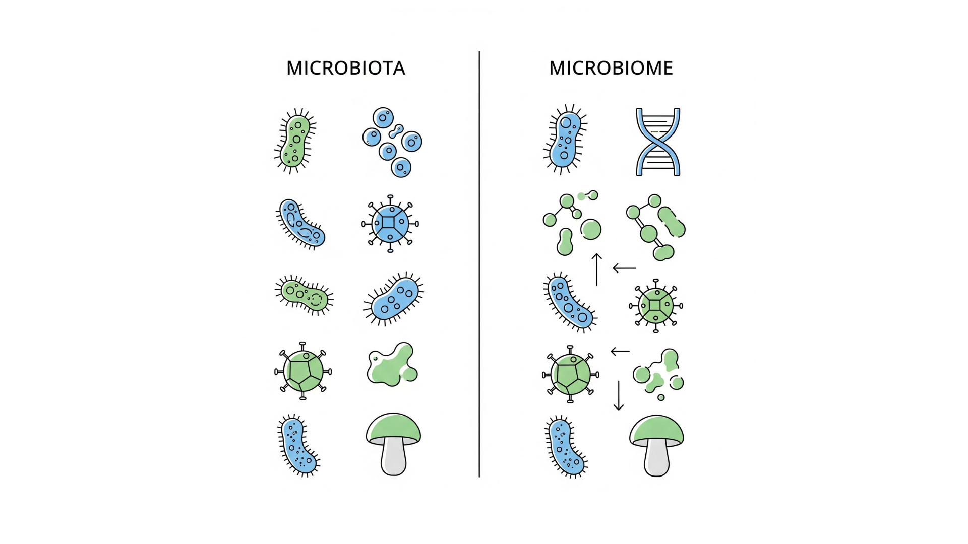 Infografia comparativa entre microbioma y microbiota: Aunque los términos se usan a menudo como sinónimos, existen diferencias clave:  Microbiota: conjunto de microorganismos que habitan en una parte específica del cuerpo (intestino, piel, boca, pulmones).  Microbioma: incluye la microbiota, pero también sus genes, metabolitos y el entorno en el que interactúan.  La distinción es importante: no solo importa quiénes son los microbios, sino qué hacen y cómo interactúan con nuestro organismo.