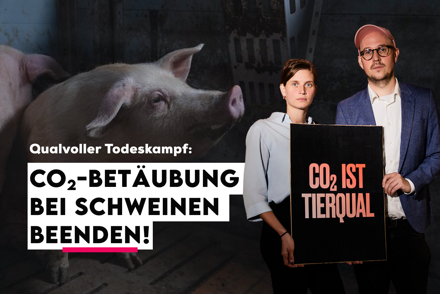 Das Bild zeigt einen Screenshot von dem deaktivierten Instagram Konto vom Schlachthof Prozess