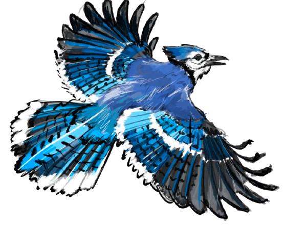 an original sketch drawing of a bluejay bird in flight