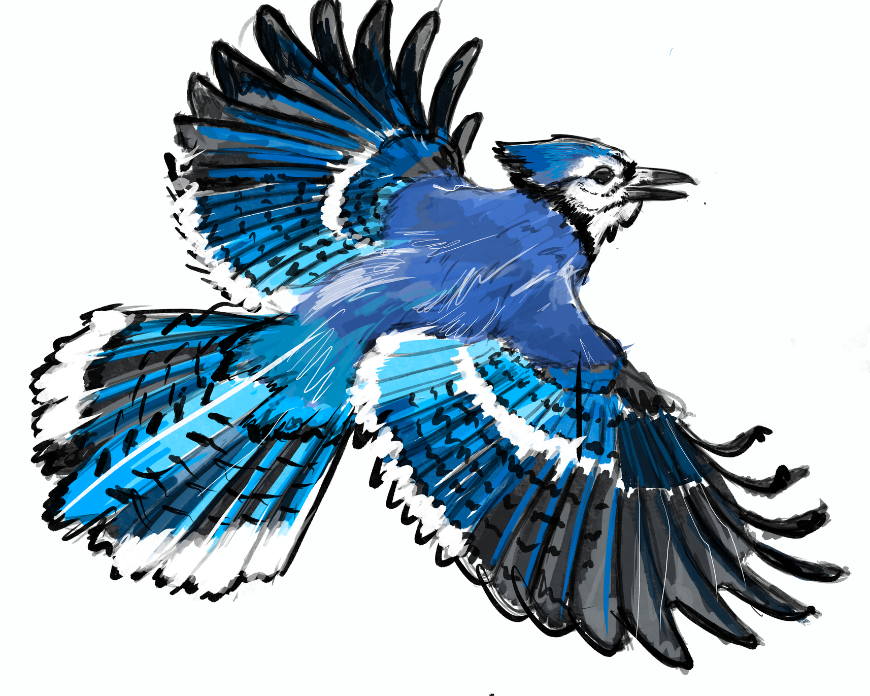 an original sketch drawing of a bluejay bird in flight
