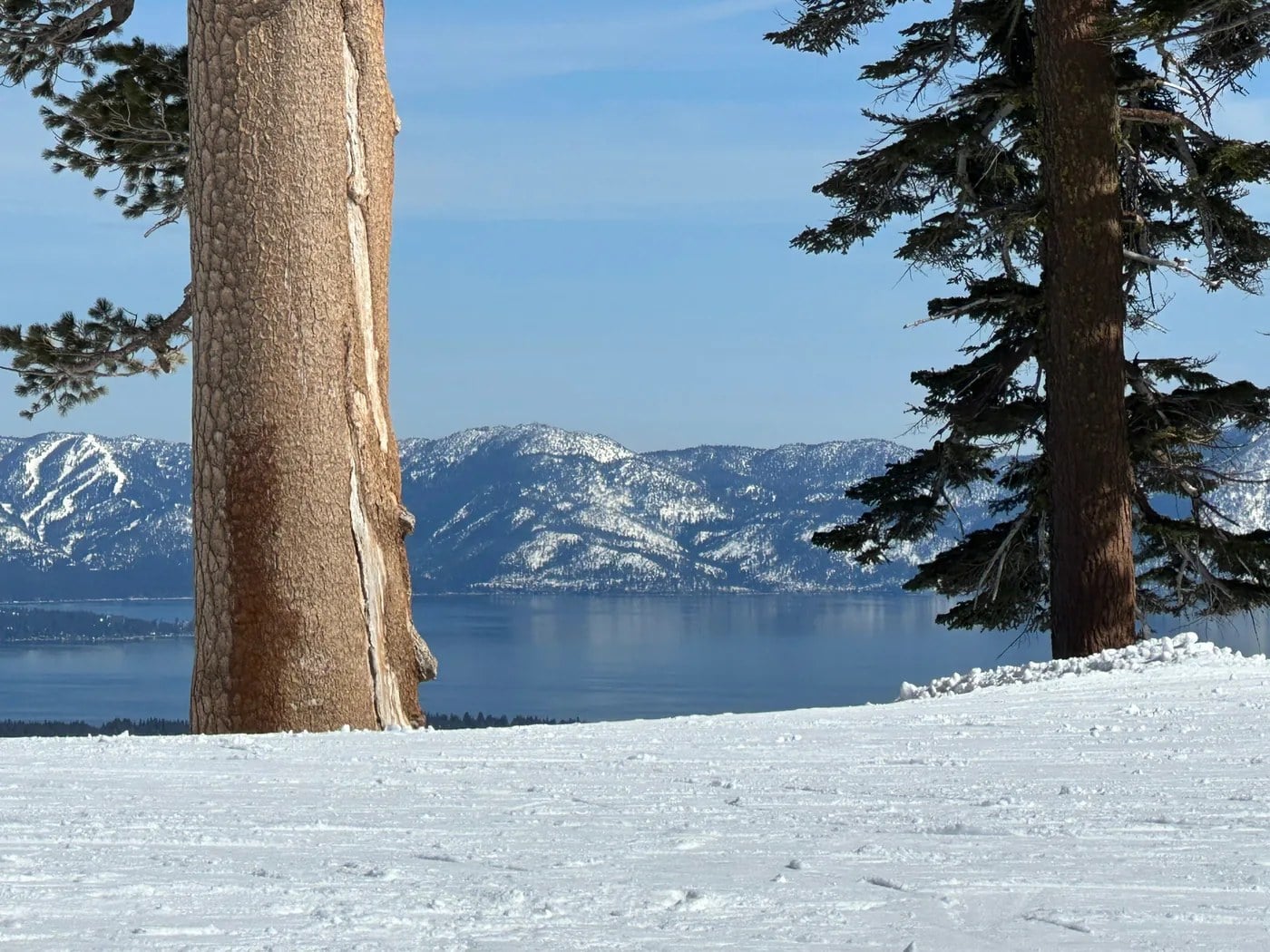 Lake Tahoe and snowy mountains framed by alpine trees