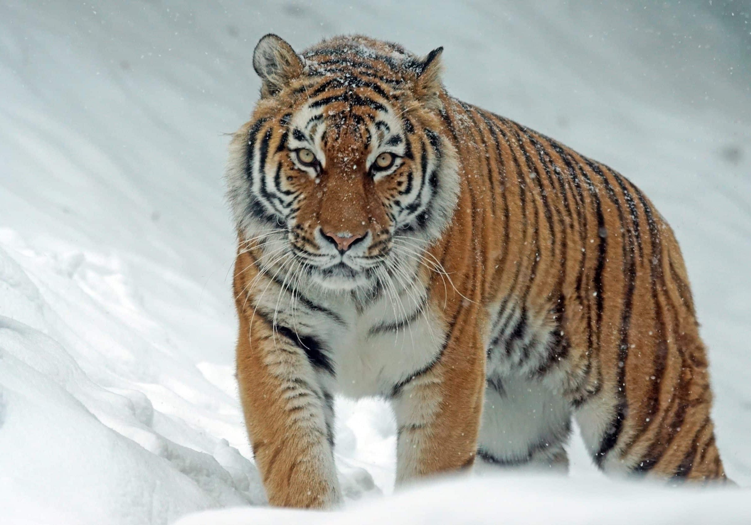 La résilience, qu'est-ce que c'est et quel est son but ?